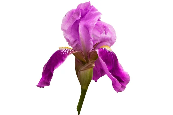 Iris Fleur Aux Pétales Violets Étamines Jaunes Sur Fond Blanc — Photo
