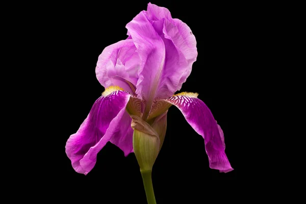 Iris Avec Pétales Couleur Violette Sur Fond Noir — Photo