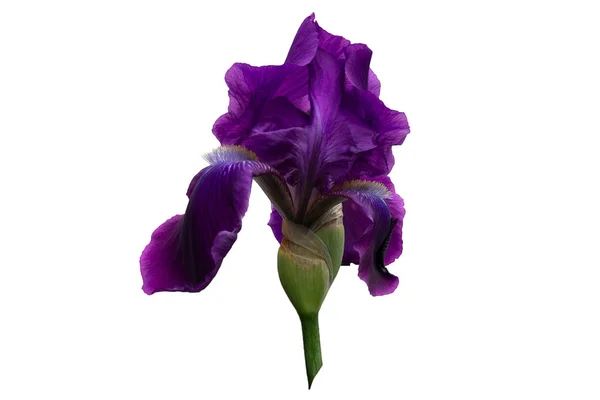 Brote Iris Revelado Con Pétalos Lila Sobre Fondo Blanco —  Fotos de Stock