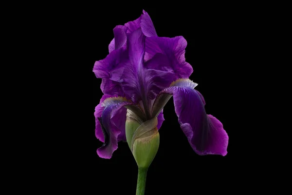 Iris Avec Pétales Lilas Pendant Floraison Active Sur Fond Noir — Photo
