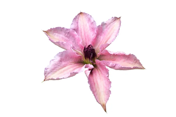 白色背景上盛开的铁线莲的粉红色花瓣 — 图库照片