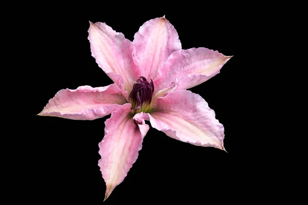 Flor Clematis Con Seis Pétalos Rosados Sobre Fondo Negro —  Fotos de Stock