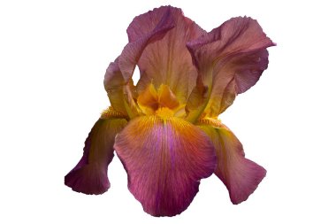 Lila rengi ve stamens beyaz zemin üzerine sarı renkle orta yaprakları çiçek açması iris Bud.