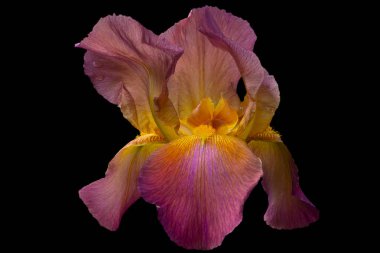 Iris çiçek stamens siyah bir arka plan ile sarı orta ve lila rengi yaprakları ile.