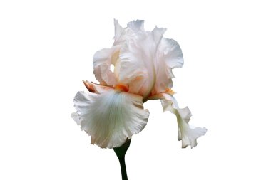 Iris çiçeği beyaz yaprakları ve beyaz bir arka planda turuncu orta.