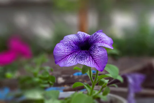 他の植物の不明瞭な背景の青いストリップとライラック色の花びらを持つペチュニアの花 — ストック写真