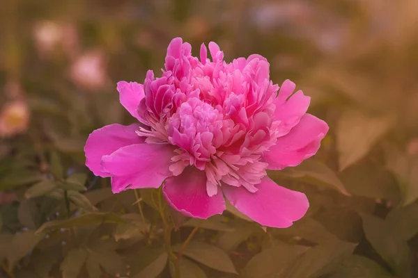 アクティブな不明瞭な背景とピンク色の花びらを持つ花や調子の中に牡丹の花 — ストック写真