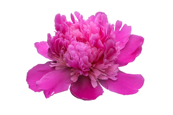 Beyaz bir arka plan üzerinde etkin çiçek açması sırasında pembe bir Şakayık Çiçeği.