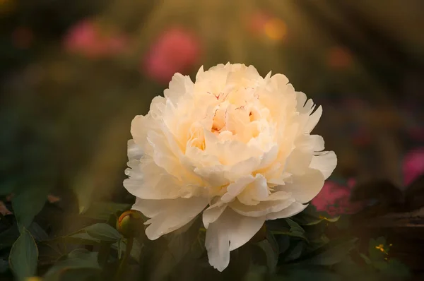 不明瞭な背景と庭で白い色の牡丹の花し 調子を整える — ストック写真