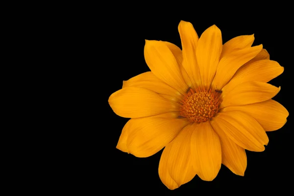黑色背景上的大黄色装饰甘菊 蚂蚁在花的中心 — 图库照片