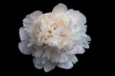 Beyaz şakayık büyük çiçek yaprakları bir dizi ve bir siyah arka plan üzerine izole su damlaları.