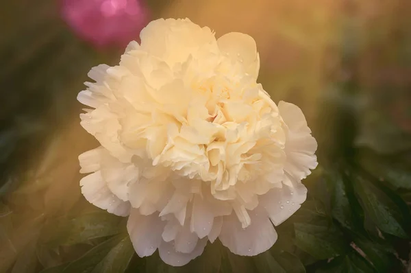 晴れた日に他の植物の背景と庭の花白牡丹 — ストック写真