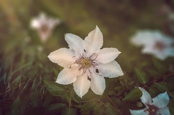 晴れた日の他の植物を背景に長期的なクレマチスの花 — ストック写真