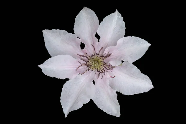 在黑色背景下的花瓣上有水滴的淡粉红色铁线莲的花朵 — 图库照片