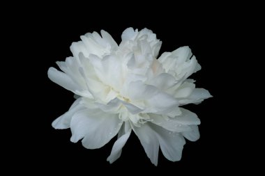 Siyah bir arka plan üzerinde izole yaprakları üzerinde su damlaları ile beyaz bir dekoratif şakayık büyük çiçek.