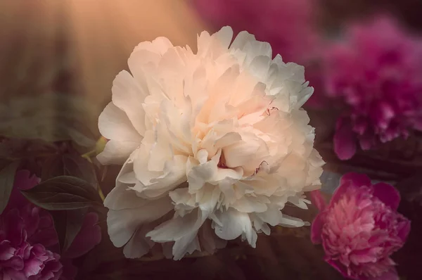 太陽の梁の大きなピンクの花の環境で美しい白牡丹 — ストック写真