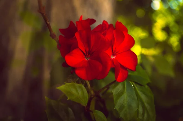 緑の葉と庭で太陽の光の背景に赤い色の花びらを持つ花ゼラニウム — ストック写真