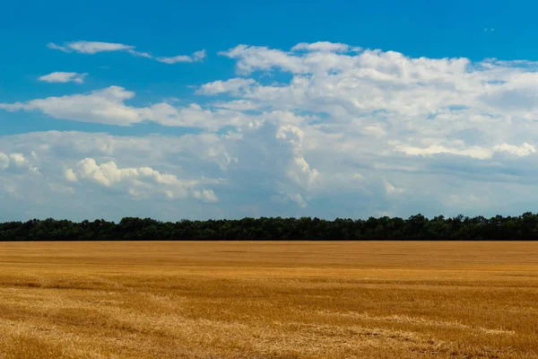 Campo Después Cosecha Trigo Con Restos Espigas Una Franja Árboles —  Fotos de Stock