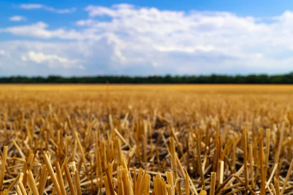 Short Remains Wheat Ears Field Harvest — Stock Photo, Image