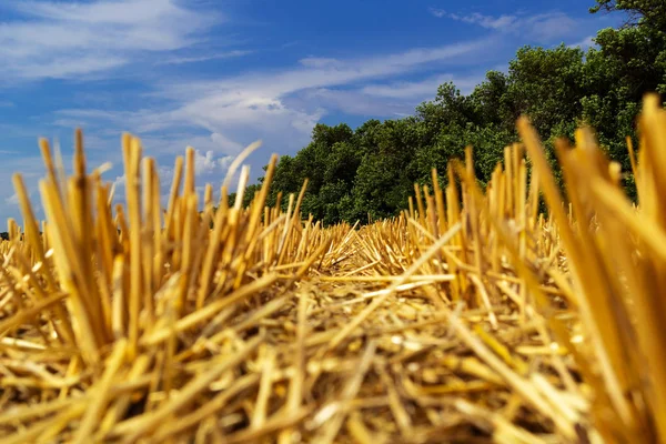 Short Golden Stalks Wheat Left Field Harvesting — Stock Photo, Image