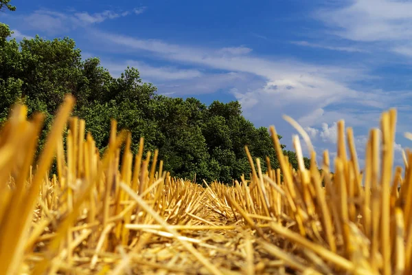 Number Cropped Wheat Ears Field Harvest Background Green Trees Blue — Stock Photo, Image