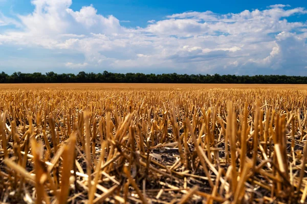 Short stalks of wheat left on the field after harvest against the blue sky with dense clouds.