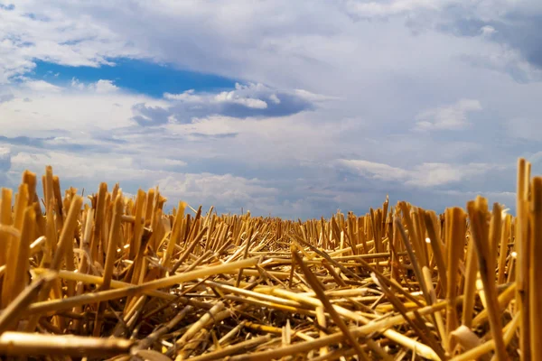 Short Cropped Stems Golden Colored Wheat Field Harvest Blue Sky — Stock Photo, Image
