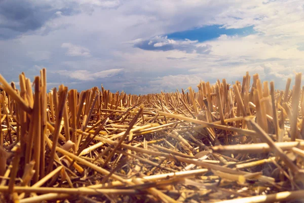Wheat Stalks Left Field Harvesting Sun — Stock Photo, Image