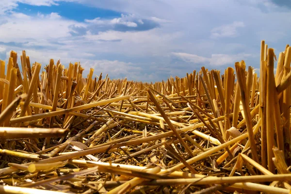 Pruned Stems Wheat Ears Remaining Field Harvest — Stock Photo, Image