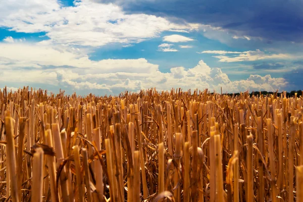 Field Harvest Remains Cut Wheat Ears Background Sky Dense Low — Stock Photo, Image