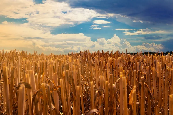 Remains Wheat Ears Harvesting Field Evening Sun Blue Sky Low — Stock Photo, Image