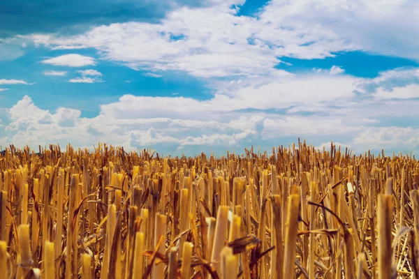 Cut Remains Ears Golden Color Field Harvest Blue Sky Dense — Stock Photo, Image