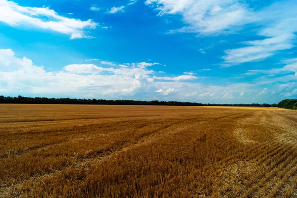 Field Harvest Traces Cars Remaining Cut Wheat Stalks Blue Sky — Stock Photo, Image