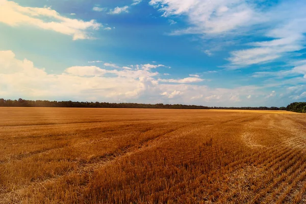 Field Remaining Cut Stalks Wheat Harvest Background Blue Sky Clouds — Stock Photo, Image