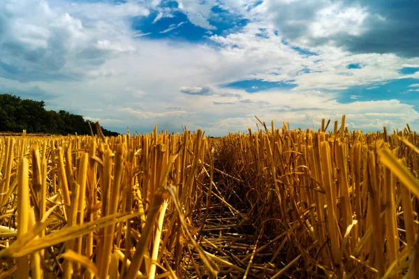 Path Cropped Wheat Ears Field Harvest Dramatic Sky Low Rain — Stock Photo, Image