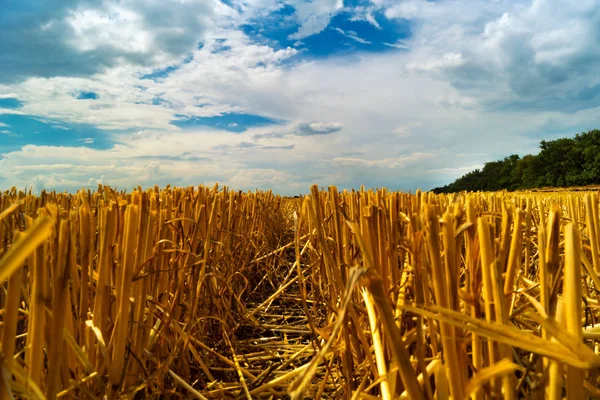 Path Cut Ears Field Harvest Blue Sky Low Dense Clouds — Stock Photo, Image