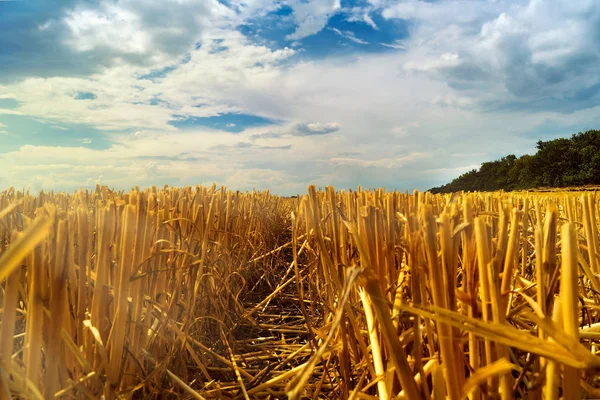 Cropped Wheat Stalks Field Harvesting Evening Sun Dramatic Sky Low — Stock Photo, Image