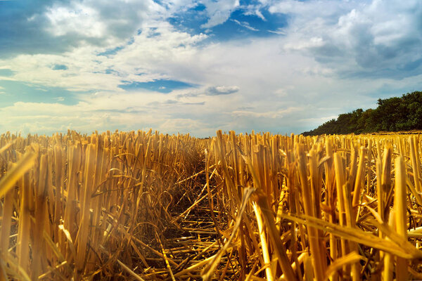 Урожай пшеницы стебли в поле после сбора урожая на вечернем солнце, драматическое небо с низкими облаками, путь между ушами
.