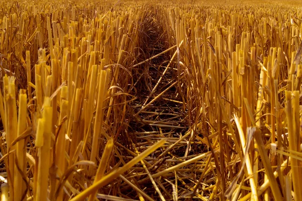 Pista Entre Las Espigas Trigo Cortadas Dejadas Por Una Cosechadora —  Fotos de Stock