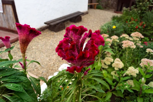 Unusual beautiful red flower with small buds on a wide stem.