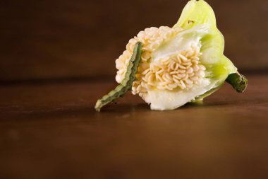 Yeşil tırtıl biber geri kalanını yiyor. Böcek haşere. Ahşap arka plan.