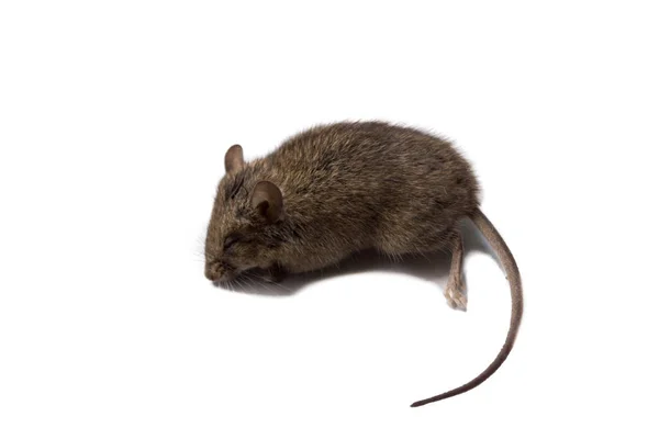 Rat Mort Isolé Sur Fond Blanc Rongeur Empoisonné Petit Ravageur — Photo