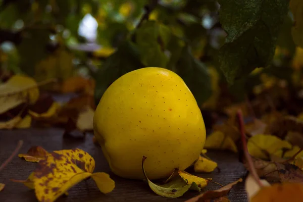 Yellow Apple Leaves Ripe Fruit Fallen Autumn Leaves — Stock Photo, Image