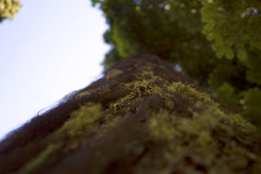 Bir ağaç gövdesinde moss. Sığ derinlik-in tarla. Arka plan bulanık. Ağaç ve yeşil bitki örtüsü. Alt görünümü.