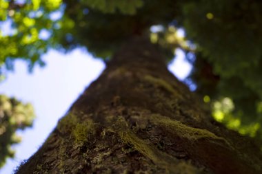 Ağaç kabuğu üzerinde liken lifleri. Alt görünümü. Sığ derinlik-in tarla. Arka plan bulanıklık. Taç yeşil yaprakları.
