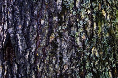 Çok renkli ağaç kabuğu doku. Doku dikey renkli çizgili. Şablon için dikey arka plan.