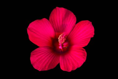 Kırmızı çiçek. Siyah arka plan üzerine izole. Yaprakları çizgili.