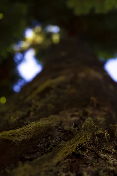 Φλοιό Δέντρου Λειχήνες Και Βρύα Κατακόρυφη Μακρά Βαρέλι Κάτω Όψη — Φωτογραφία Αρχείου