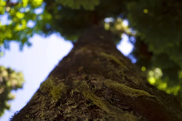 Ağaç kabuğu üzerinde liken lifleri. Alt görünümü. Sığ derinlik-in tarla. Arka plan bulanıklık. Taç yeşil yaprakları.
