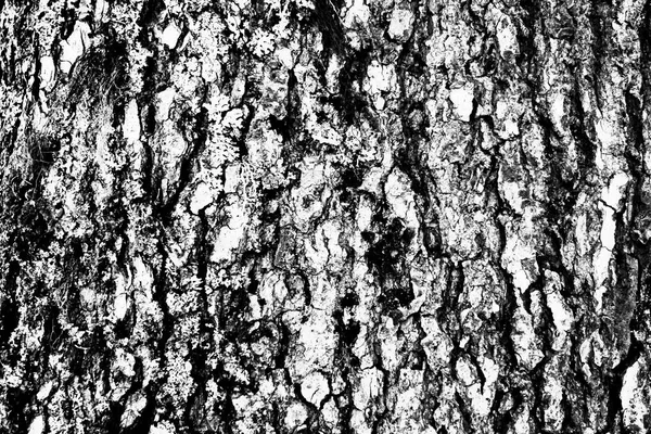 Black White Tree Bark Texture Background Spots Stripes Design Element — Stock Photo, Image